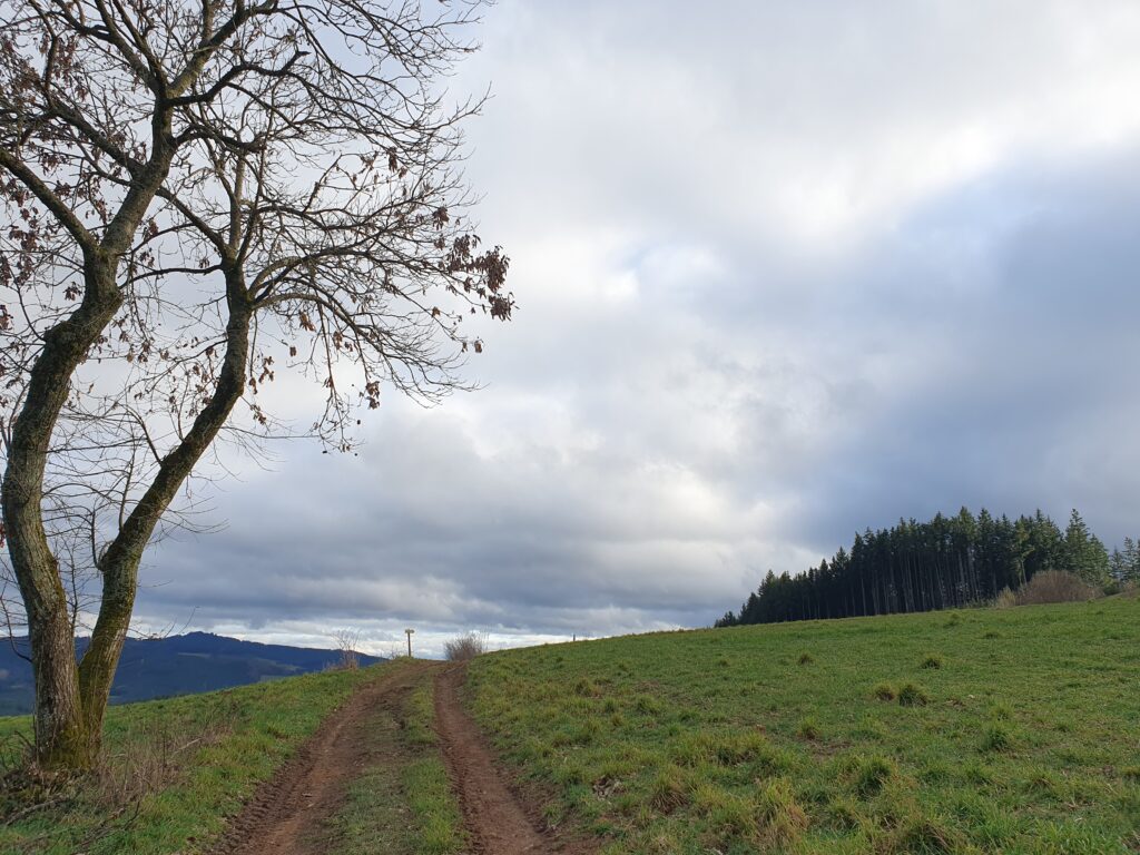 trail going up toward a small hill crest. there is a double trunk tree on left, pasture on right, with a fir forest beyond. lot of grey clouds over.
