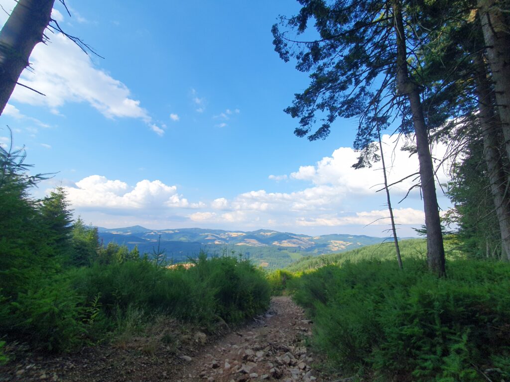 A rocky trail leading us out of the forest (with trees and undergrowth left and right) toward a landscape of forest-covered hills, under a blue sunny sky, with some white puffy clouds in the distance