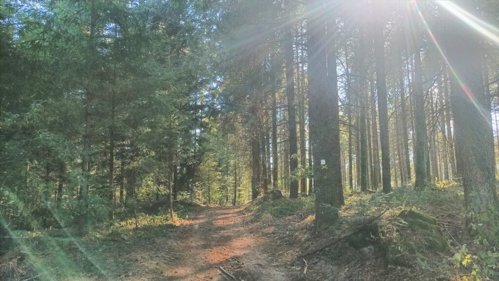 a fir forest in the sun; with tall vertical branchless trunks. In the middle goes the trail. the sun rays are partly blinding us and casting shadows here and there