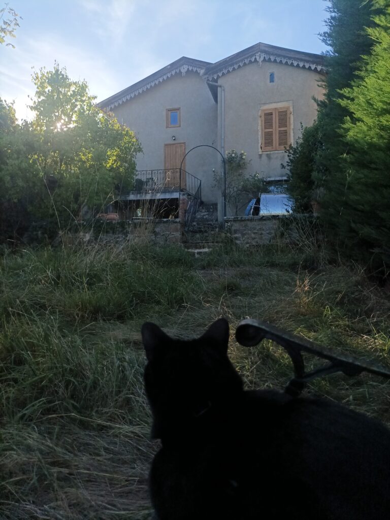 a black cat from behind sitting on a wooden bench in a wild garden, looking at a dual gable walled house under the sun,